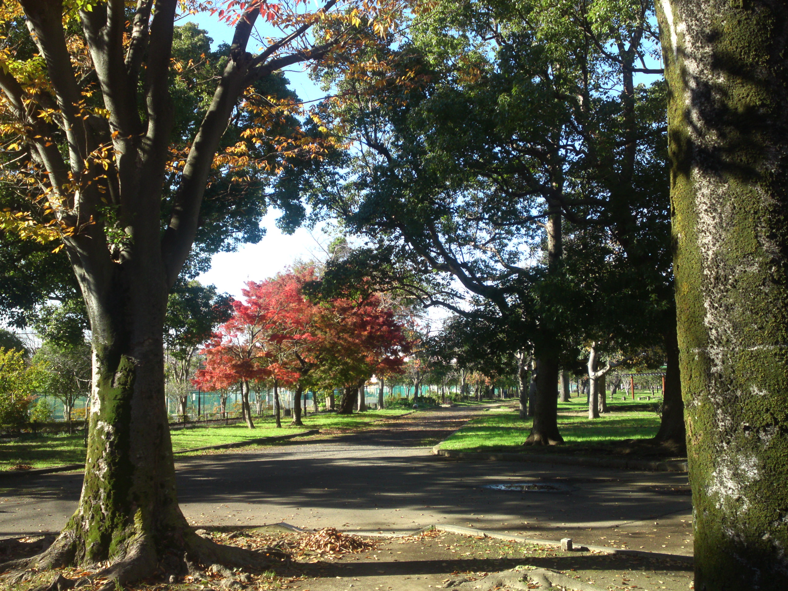 2019年篠崎公園の秋を彩る紅葉２３