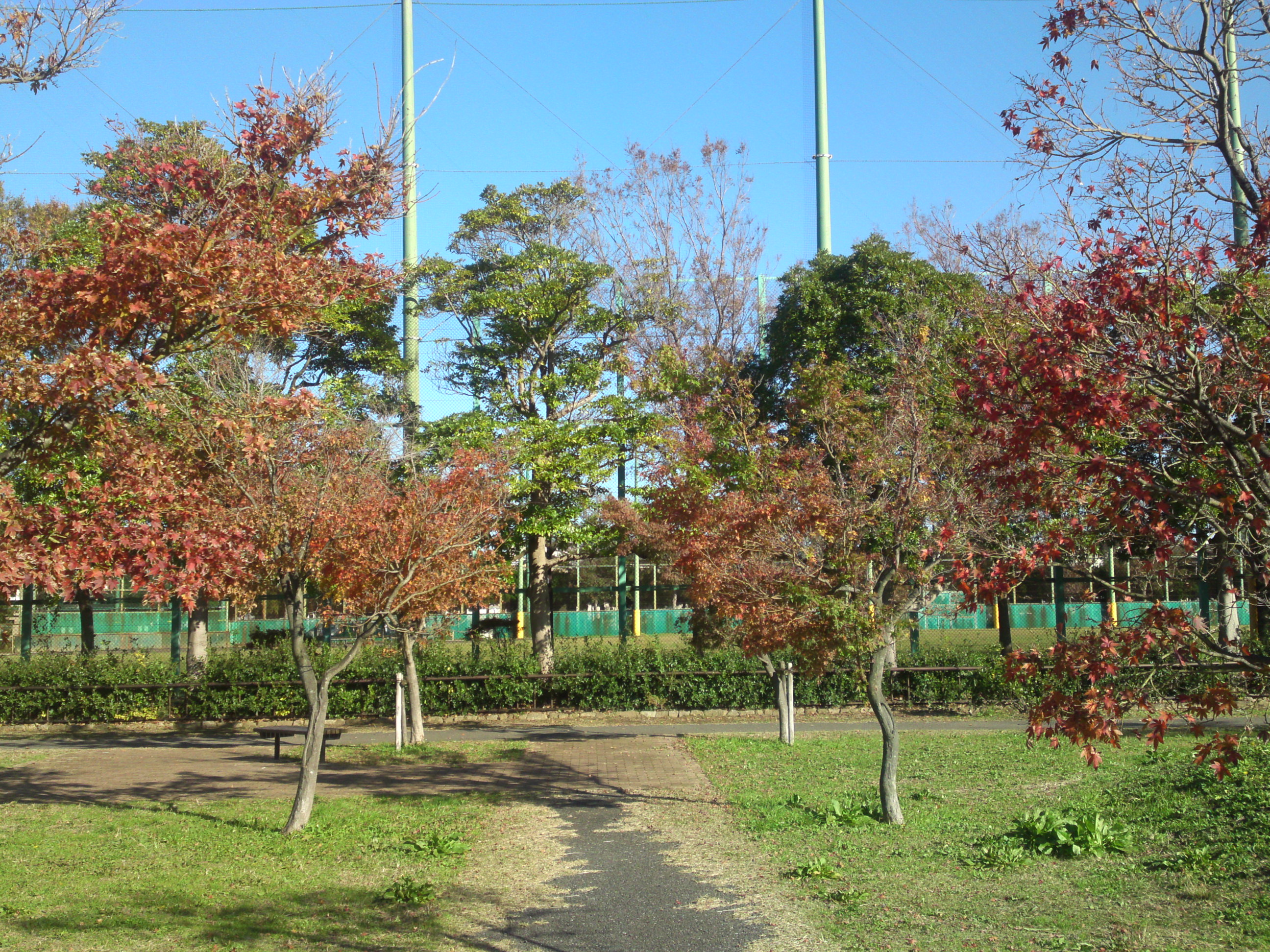 2019年篠崎公園の秋を彩る紅葉２４