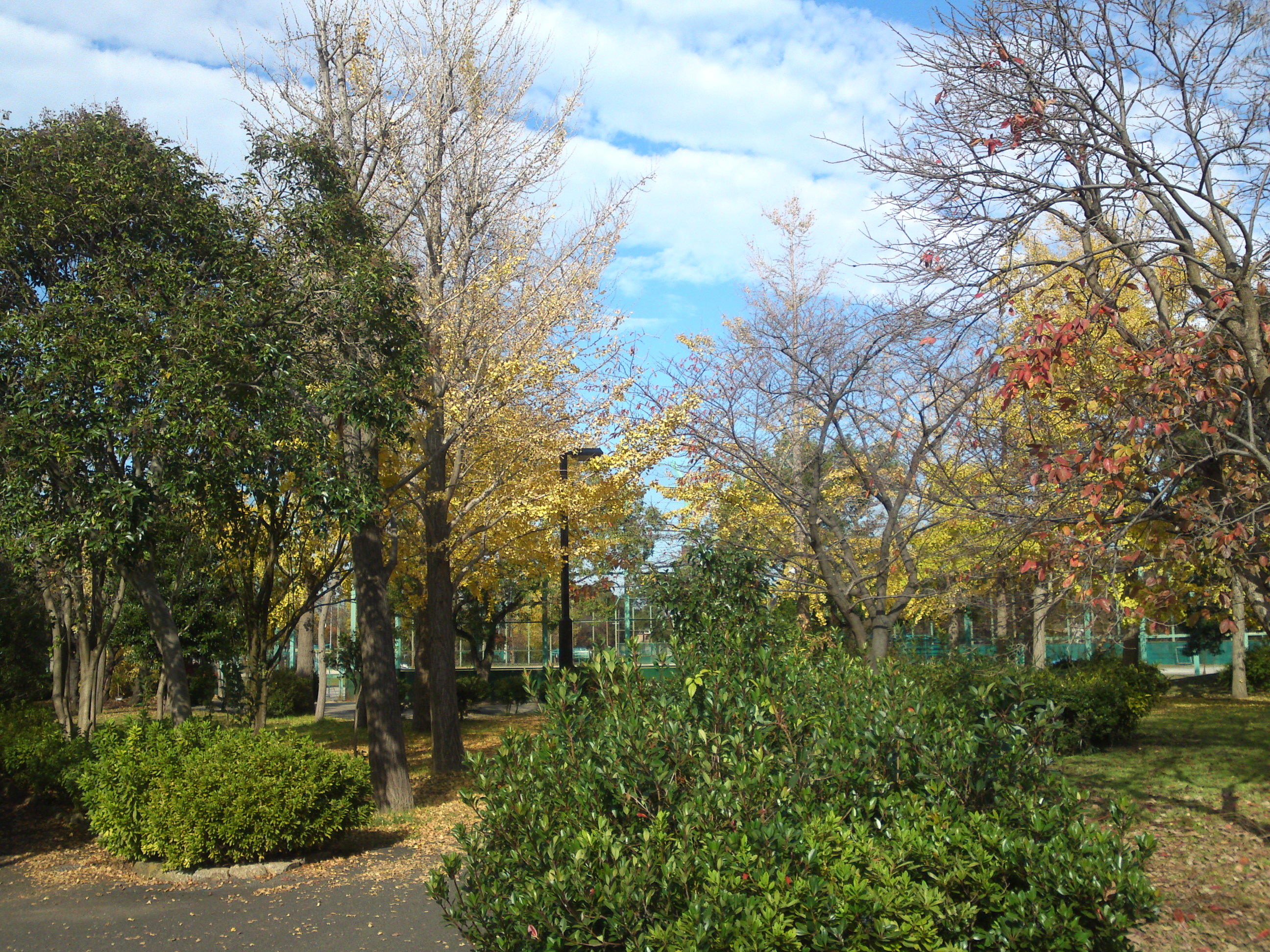 2019年篠崎公園の秋を彩る紅葉２７