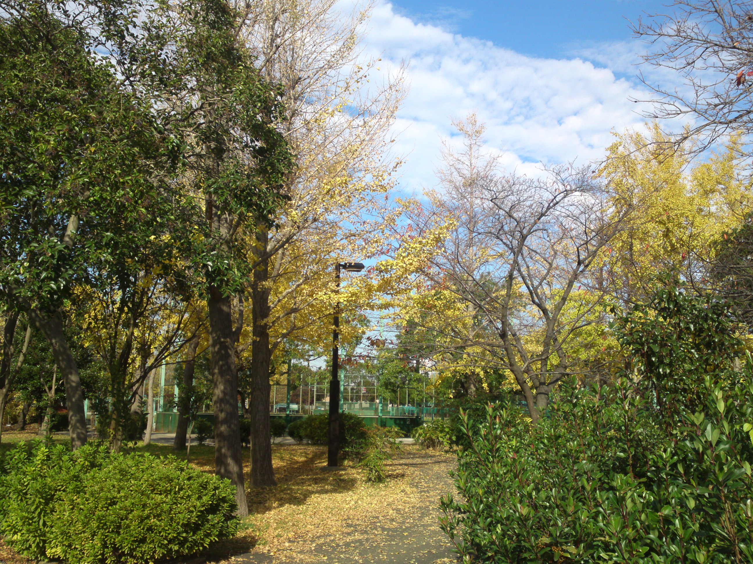 2019年篠崎公園の秋を彩る紅葉２８