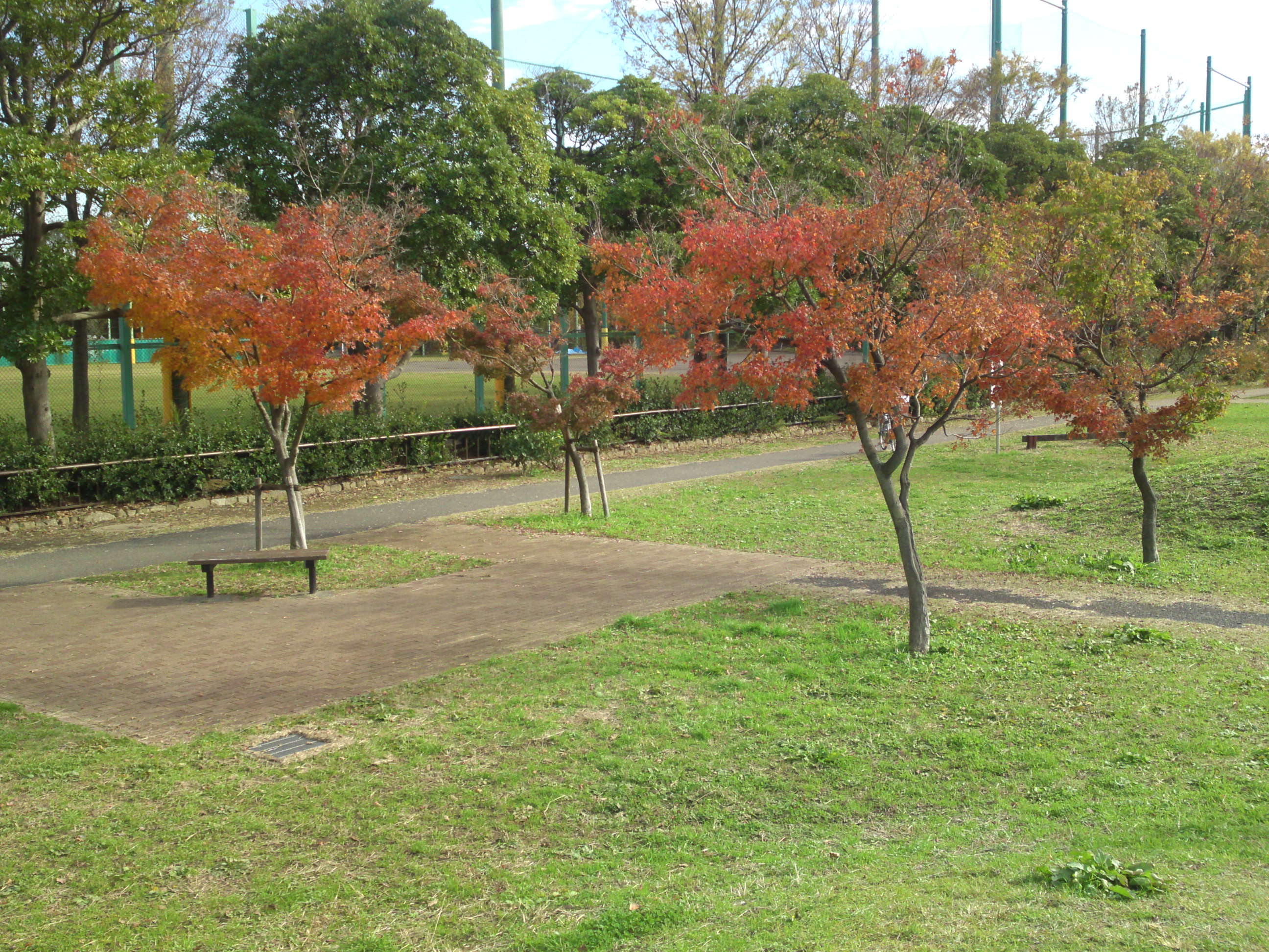 2019年篠崎公園の秋を彩る紅葉３１