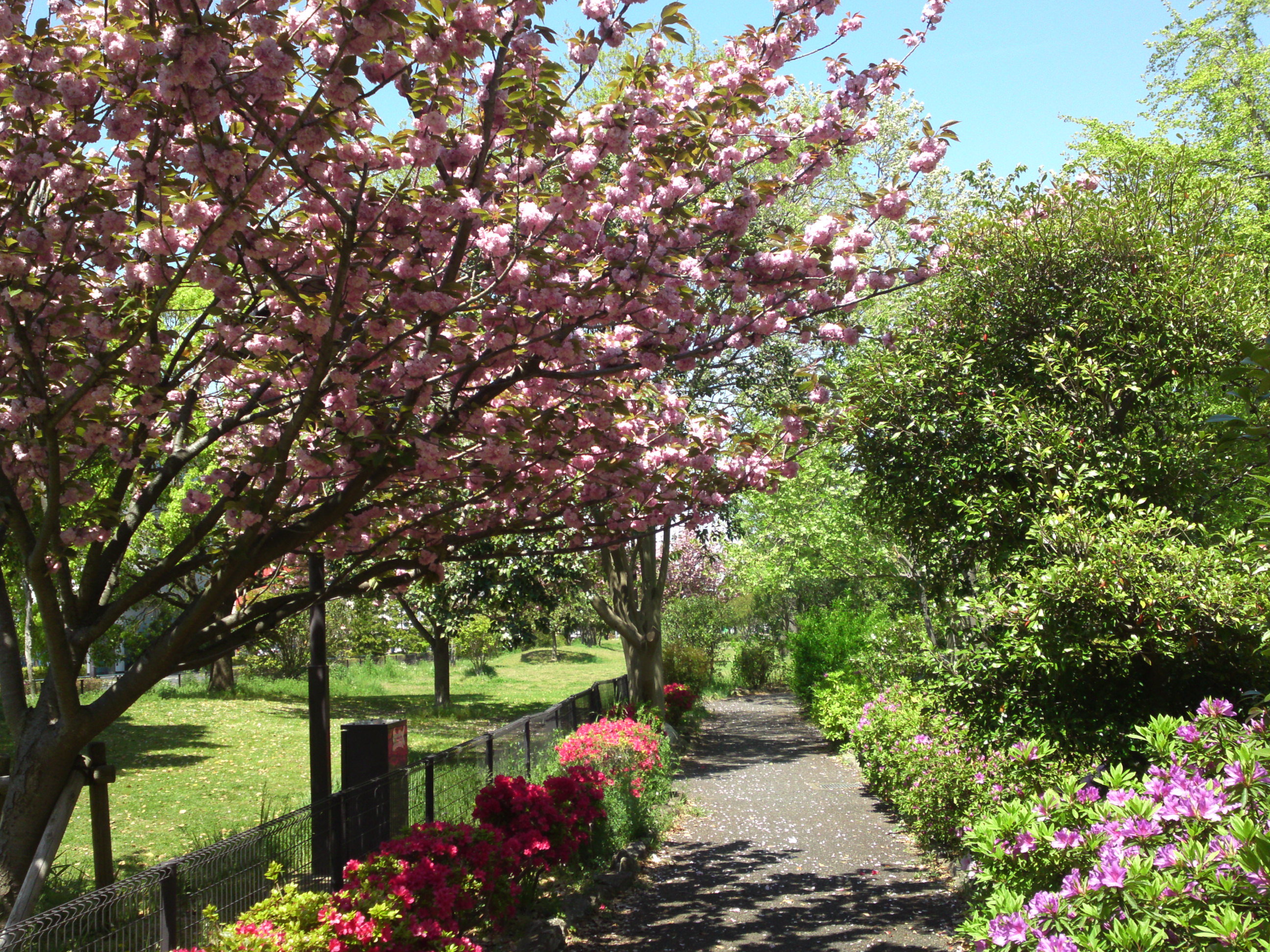2020年春篠崎公園に咲く八重桜２