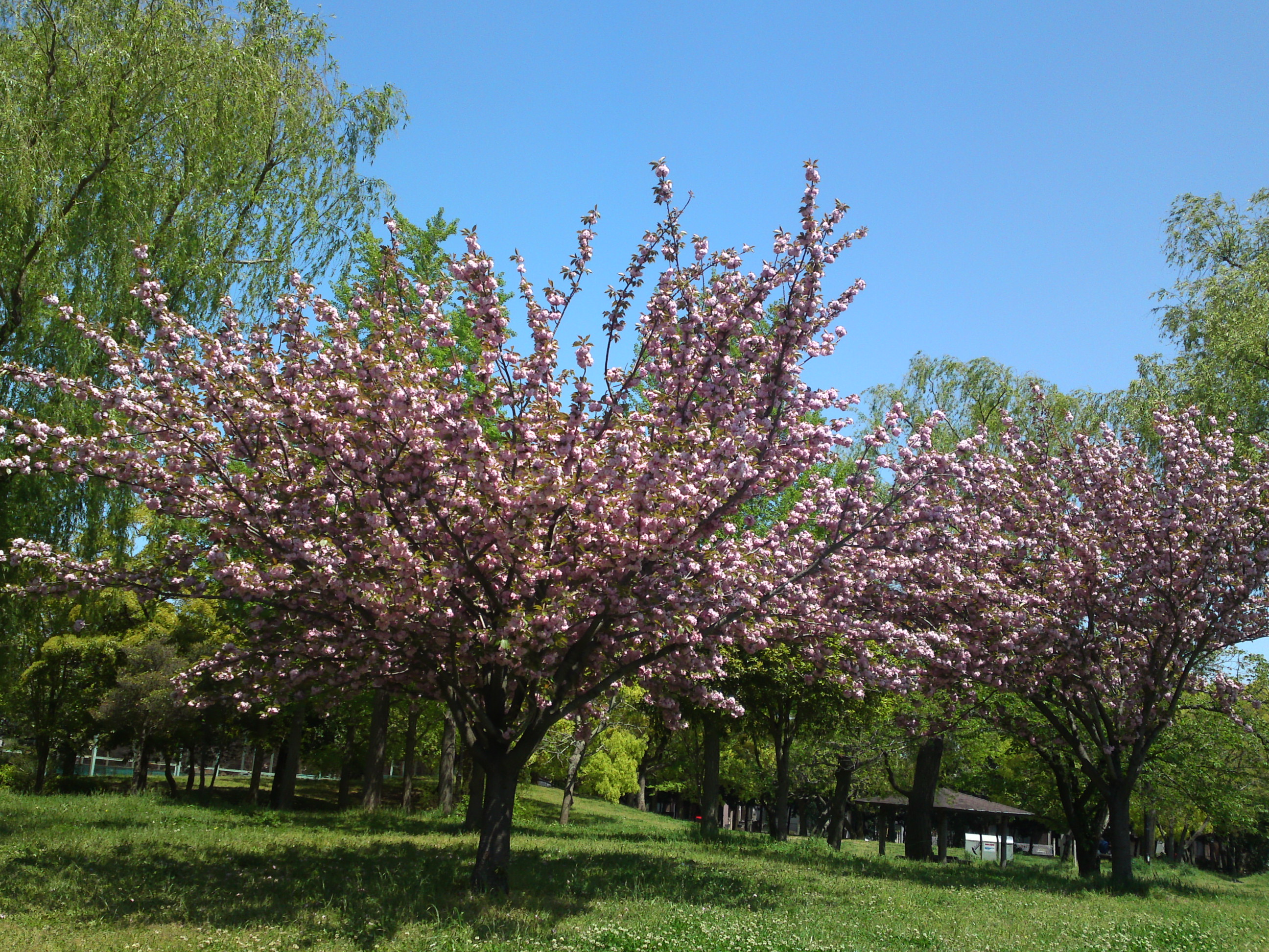 2020年春篠崎公園に咲く八重桜３