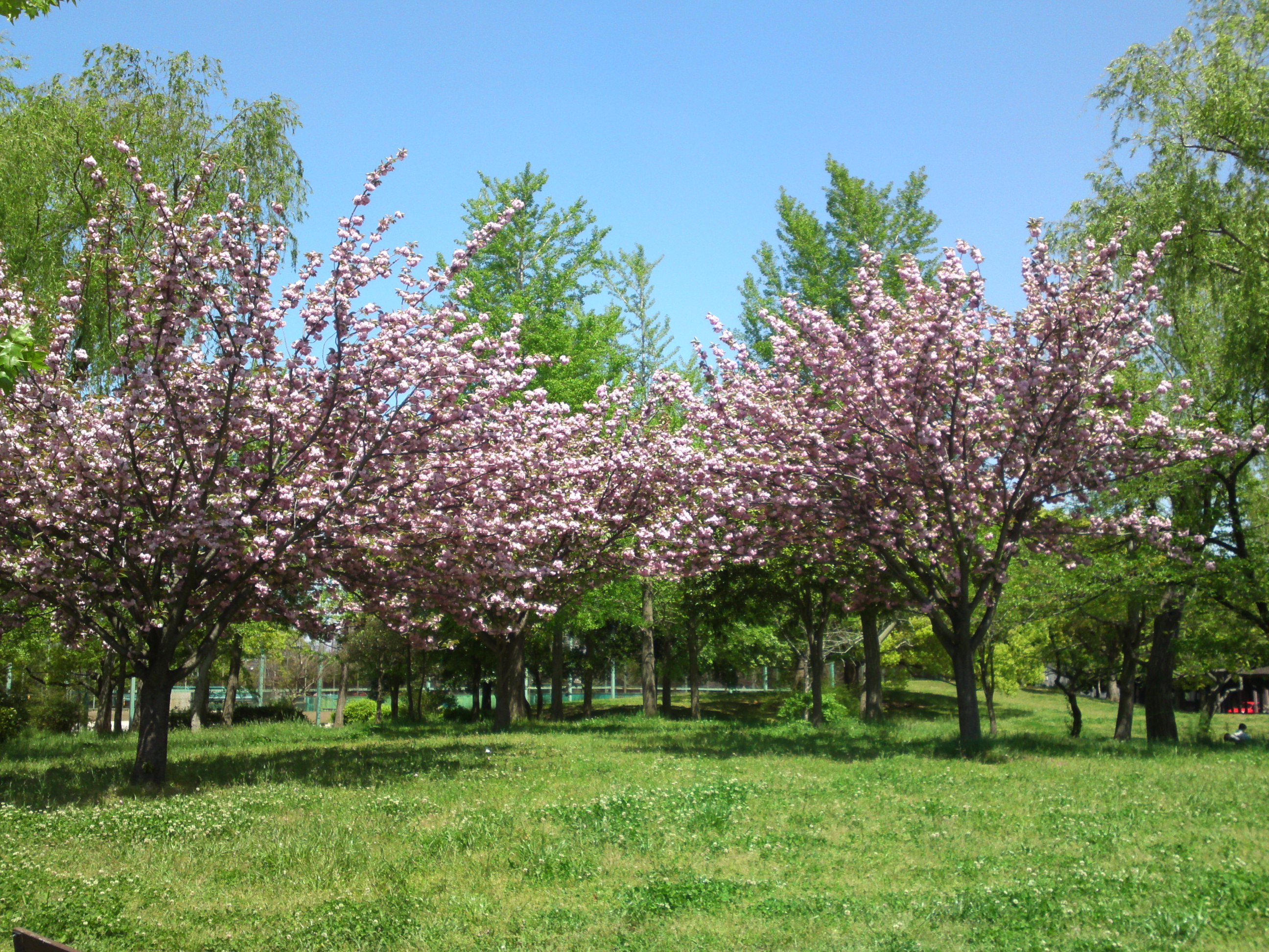 2020年春篠崎公園に咲く八重桜４