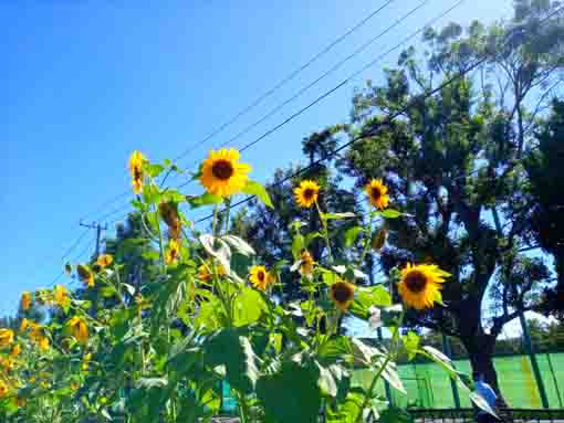令和３年夏篠崎公園に咲く向日葵の花１