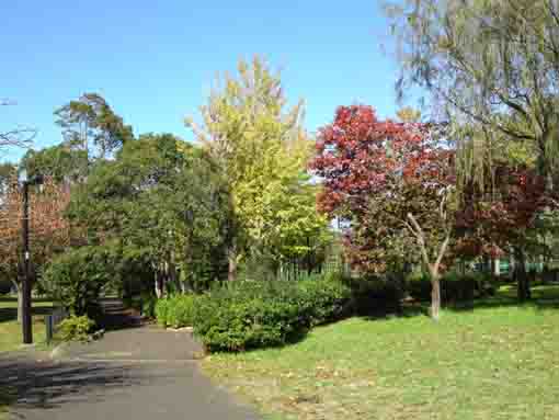 fall in A zone in Shinozaki Park 3