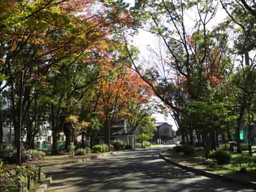 fall in A zone in Shinozaki Park 1