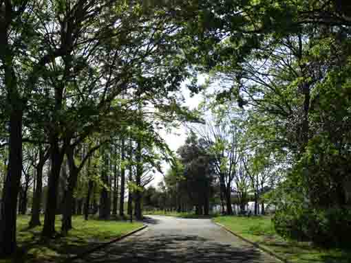 篠崎公園A地区の緑の並木道