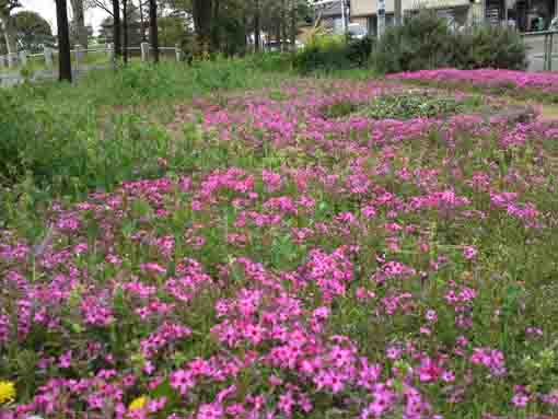 shiba sakura in Shinzaki Park 1