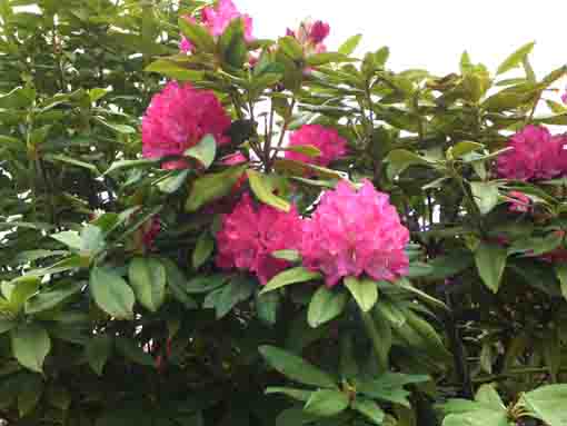 篠崎公園の大きなシャクナゲの花