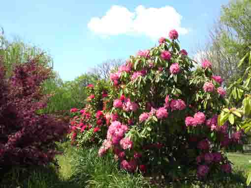 shakunage blossoms in Shinozaki Park3