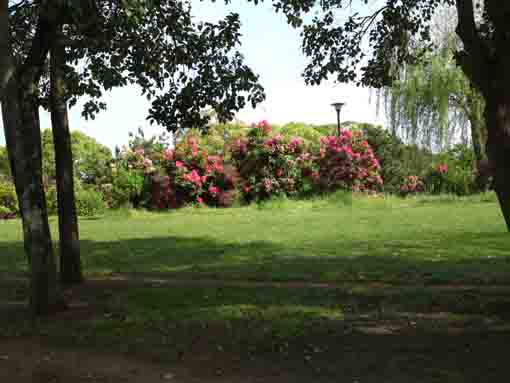 shakunage blossoms in Shinozaki Park1