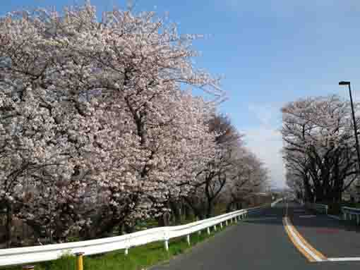 江戸川閘門附近の桜並木