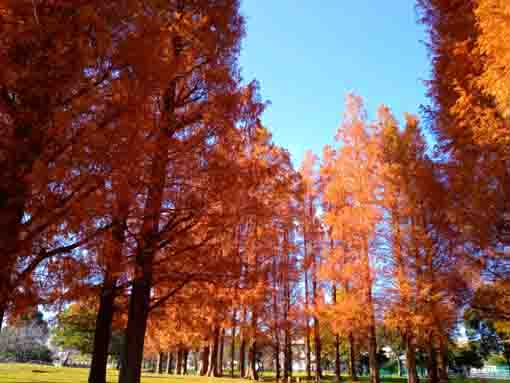 令和３年秋篠崎公園メタセコイアの森２