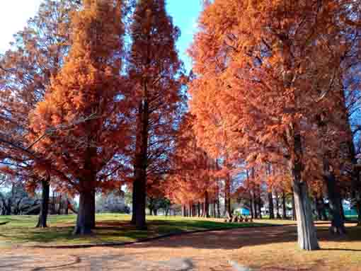 令和３年秋篠崎公園メタセコイアの森１