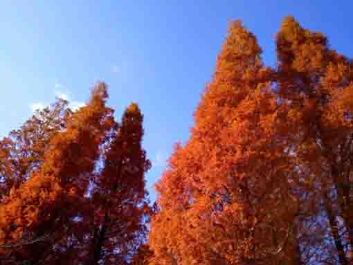 令和３年秋都立篠崎公園のメタセコイア