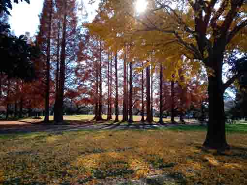 令和３年秋篠崎公園メタセコイアの森３