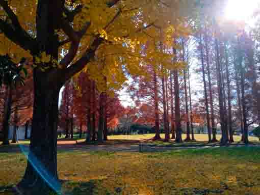 令和３年秋篠崎公園メタセコイアの森４