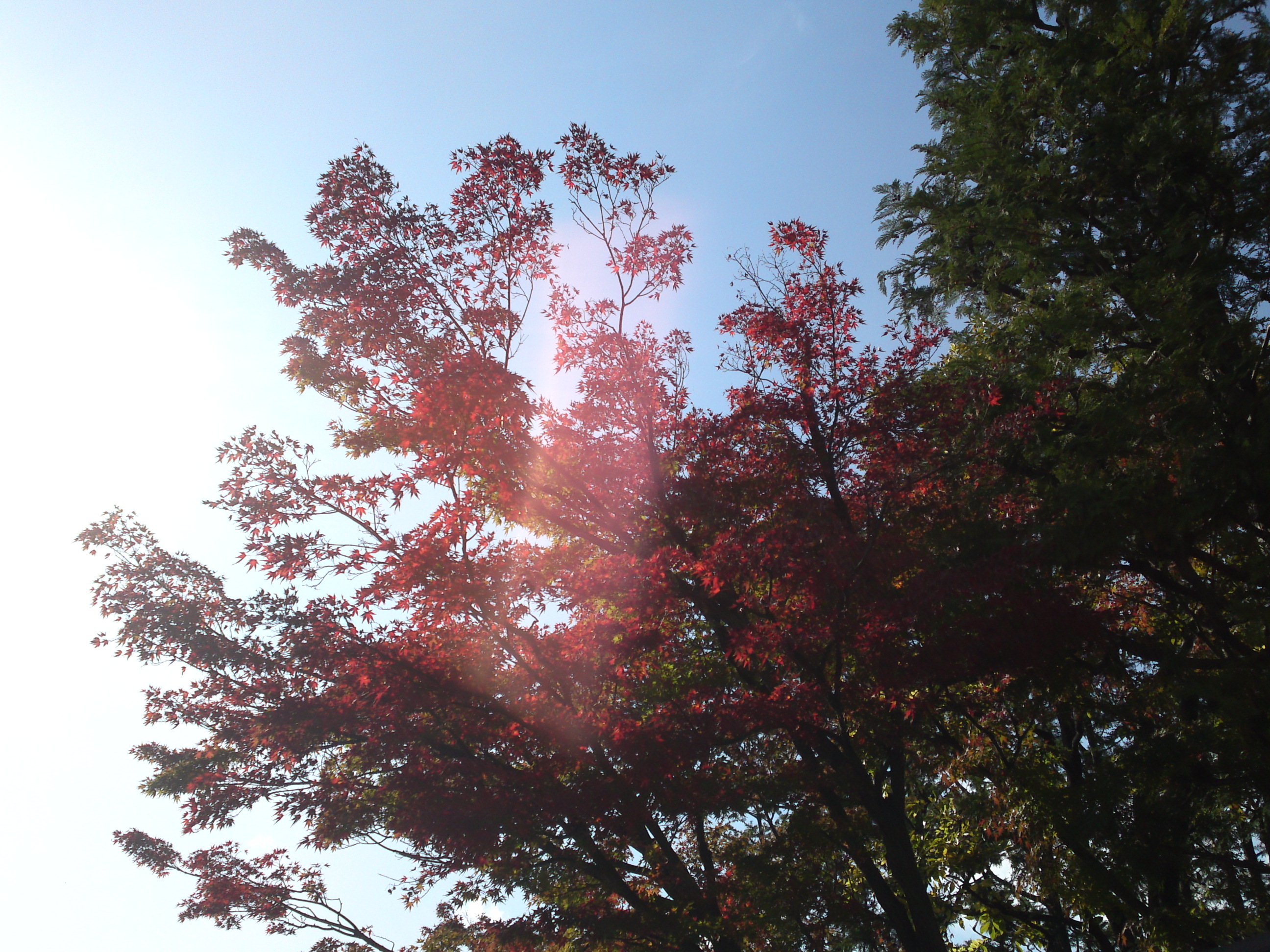 2020年秋篠崎公園の紅葉