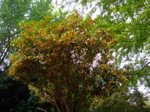 fragrant olive blossoms in Shirahata Jinja