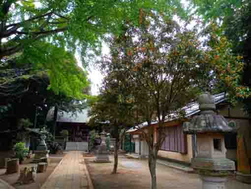白幡神社社殿前に植えられた金木犀