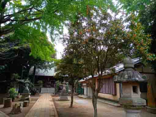 fragrant olive trees in Shirahata Jinja