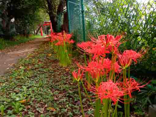 令和３年白幡神社に咲くマンジュシャゲの花々１