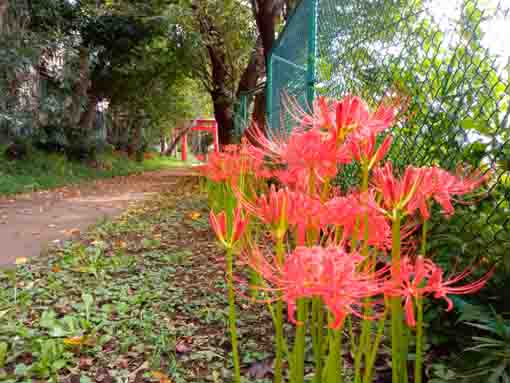 令和３年白幡神社に咲くマンジュシャゲの花々２