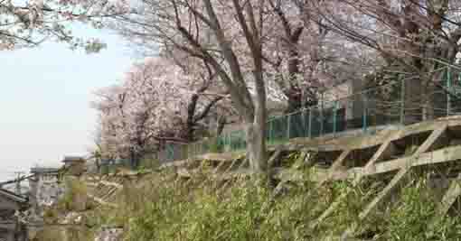 the cherry trees of ShirahataJinja Shrine