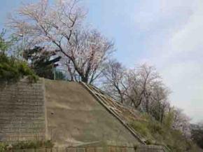 下から仰ぐ白幡神社の桜並木