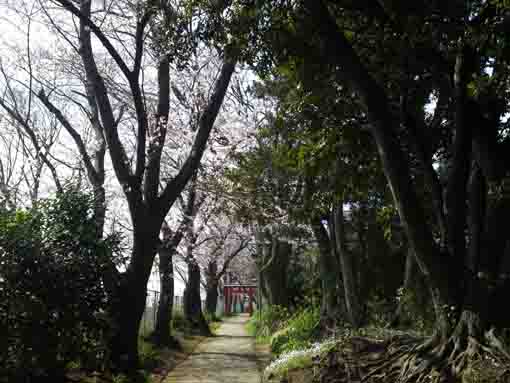 令和２年白幡神社参道の桜並木