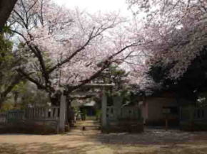 白幡神社三之鳥居と桜