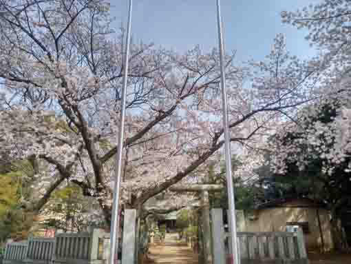 令和３年桜に彩られた白幡神社参道�D