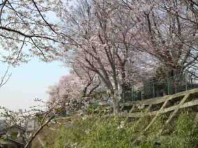 cherry blossoms over the aproach