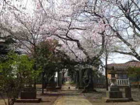 白幡神社社殿からの桜