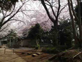 cherry blossoms beside the shrine