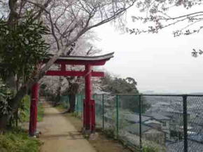 高台に並ぶ白幡神社の桜