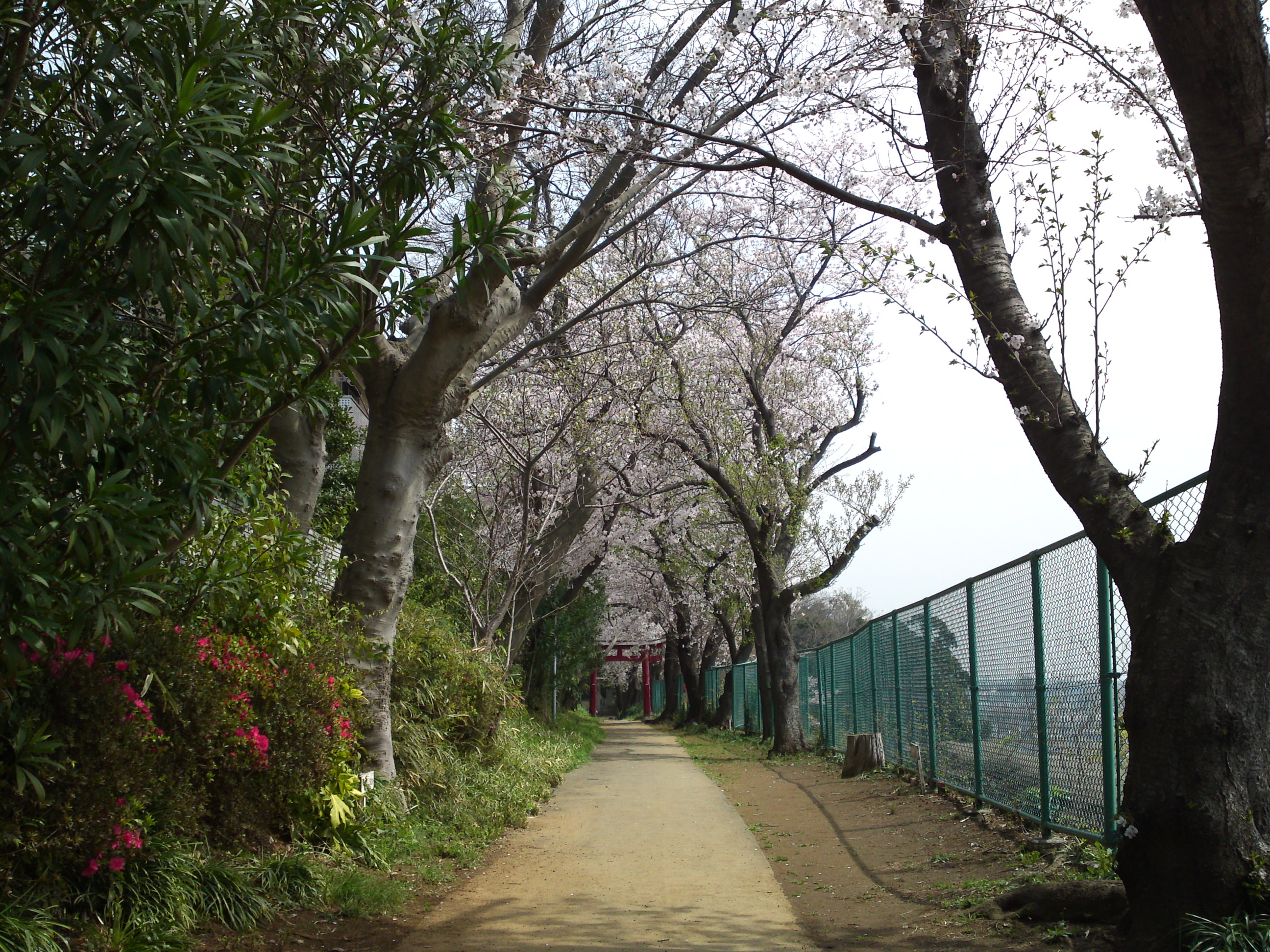 2016年桜の花咲く白幡神社参道１