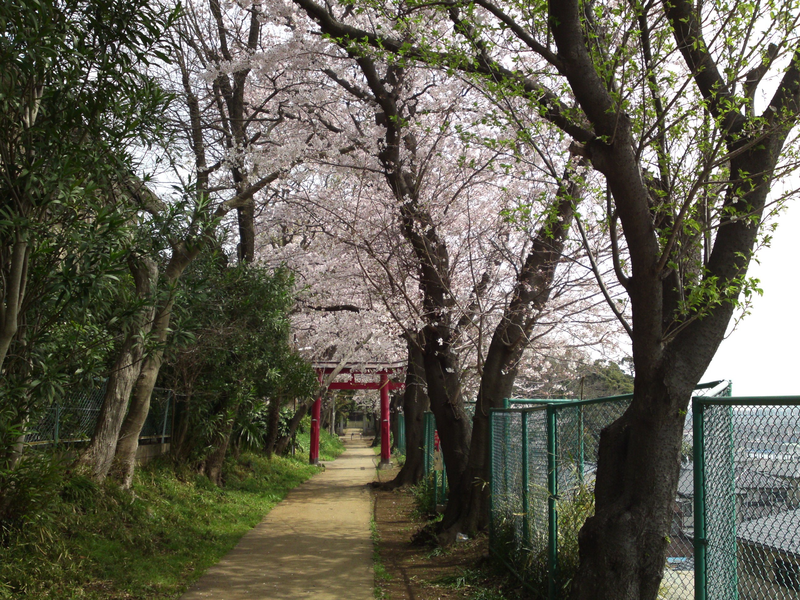 2016年桜の花咲く白幡神社参道２