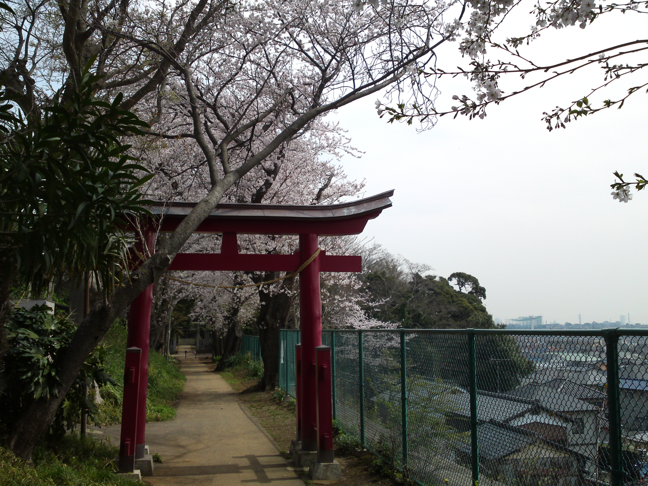 2016年桜の花咲く白幡神社参道３