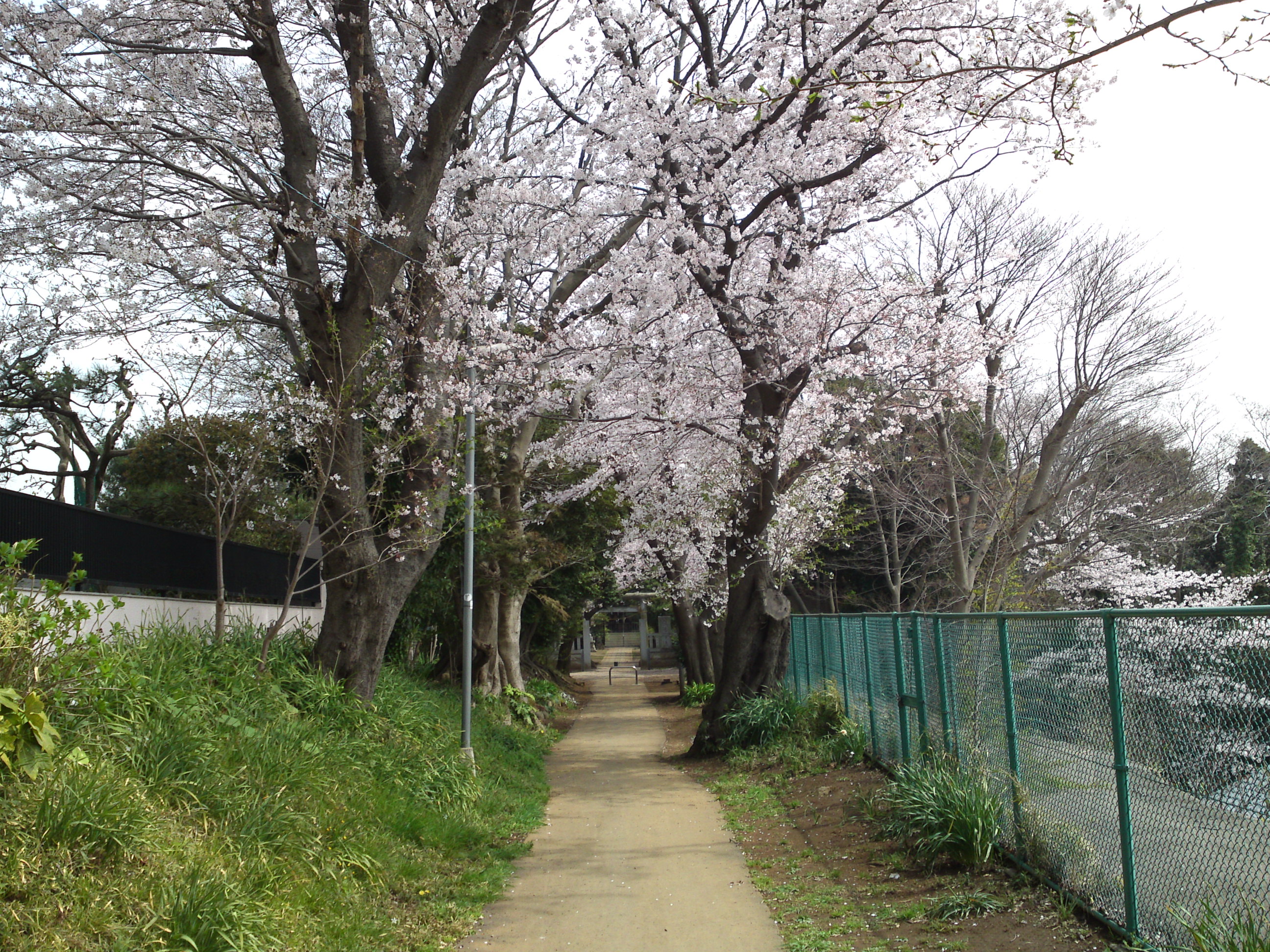 2016年桜の花咲く白幡神社参道４
