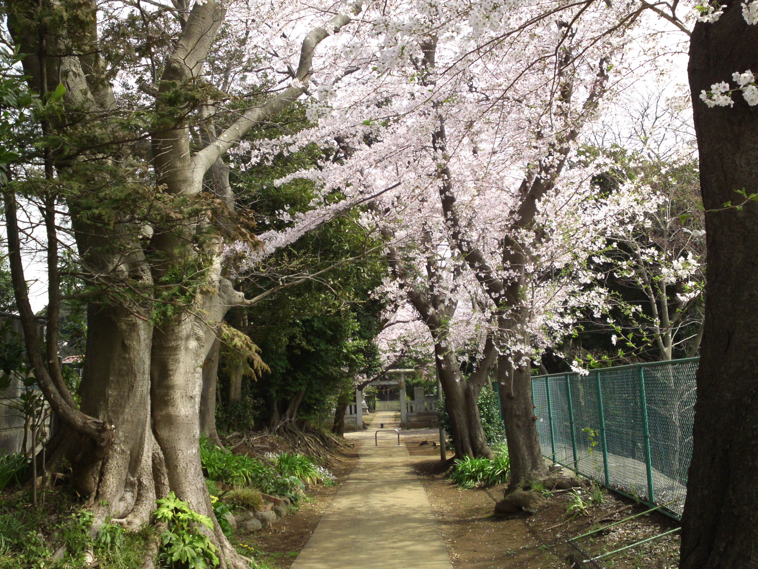 2016年桜の花咲く白幡神社参道５