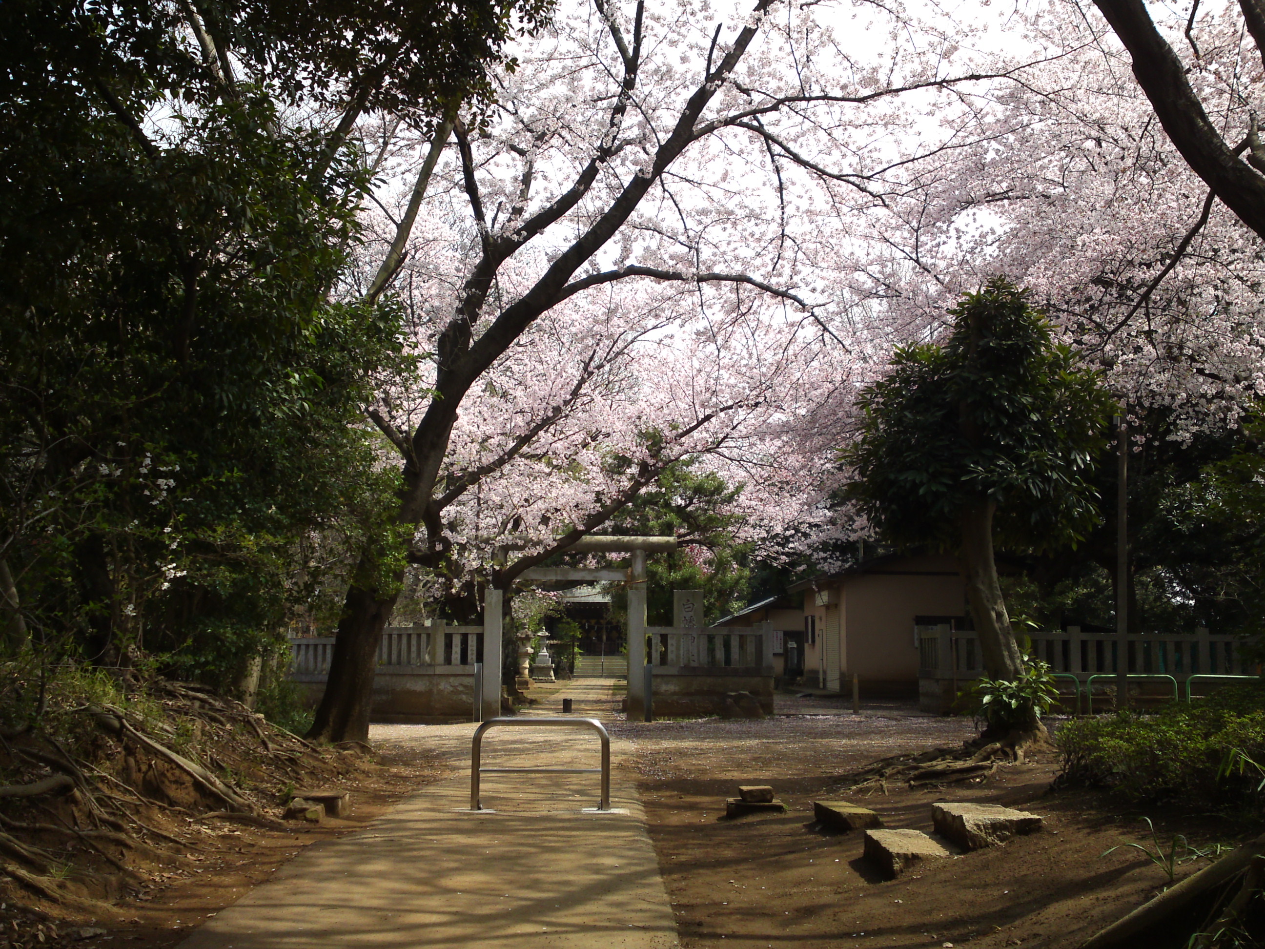 2016年桜の花咲く白幡神社参道６