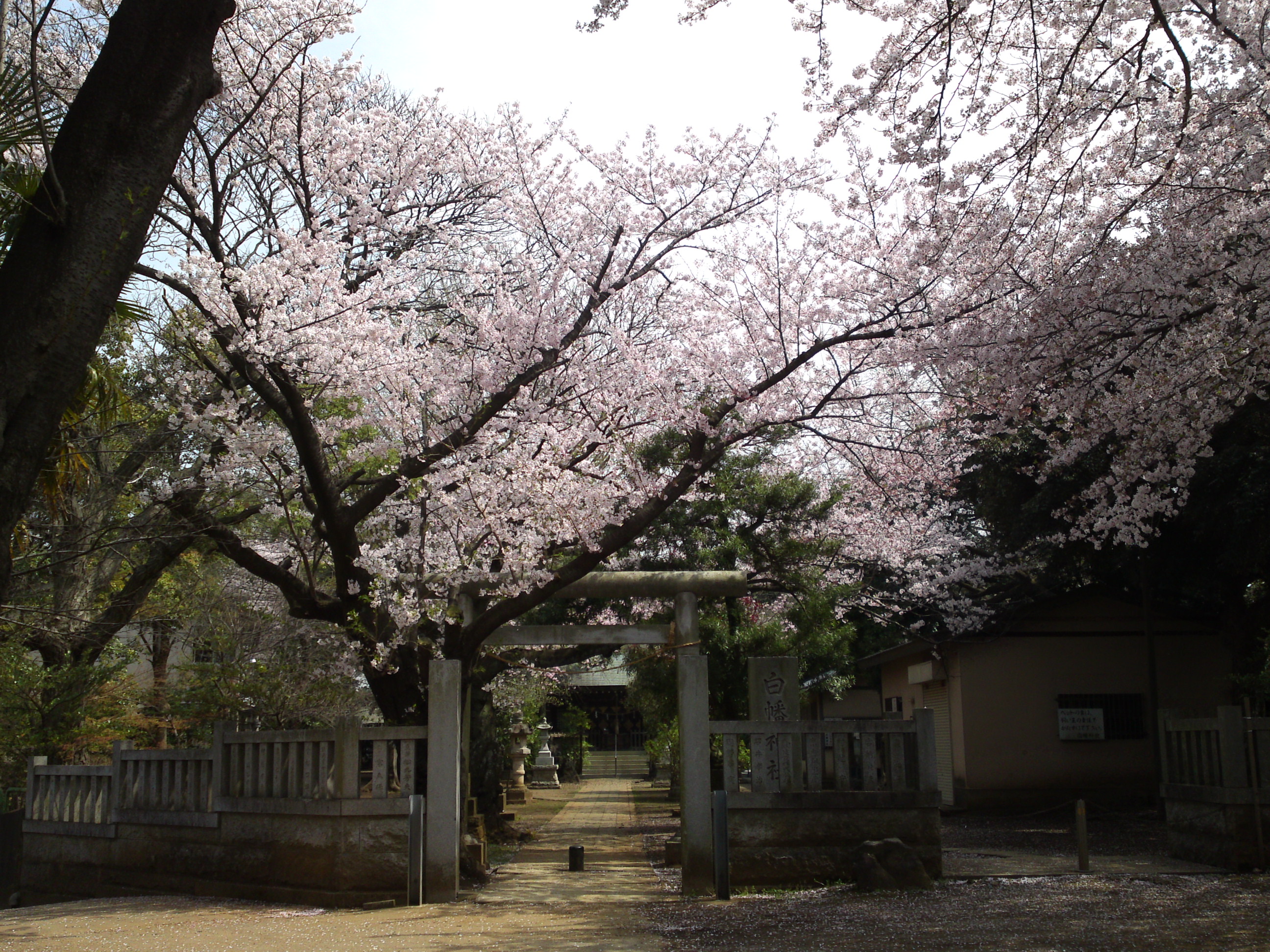 2016年桜の花咲く白幡神社境内１
