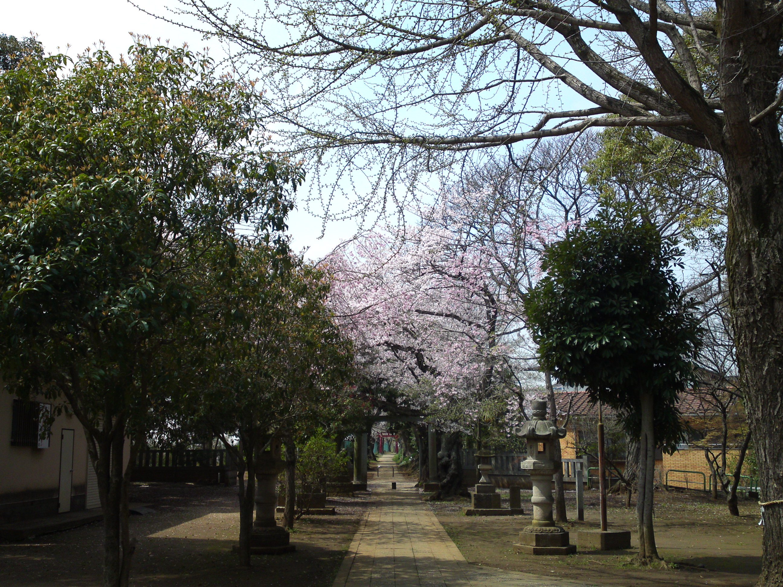 2016年桜の花咲く白幡神社境内３