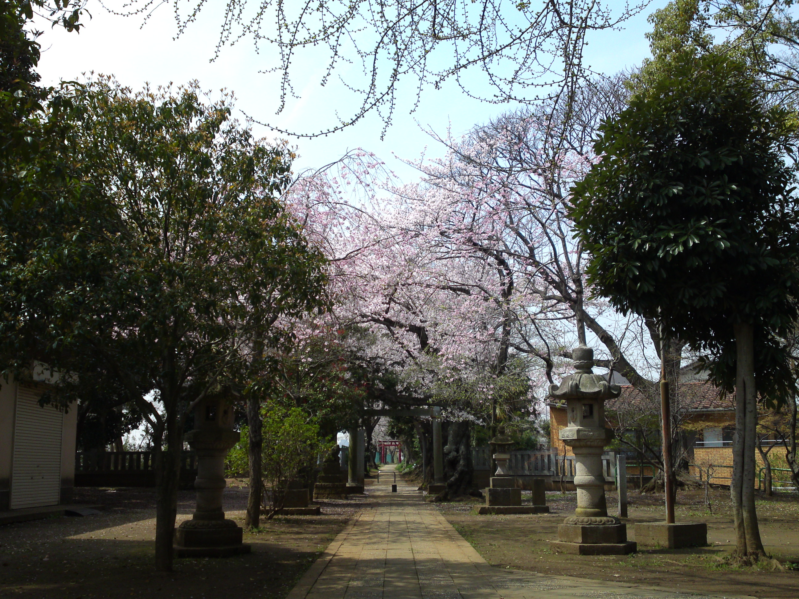 2016年桜の花咲く白幡神社境内４