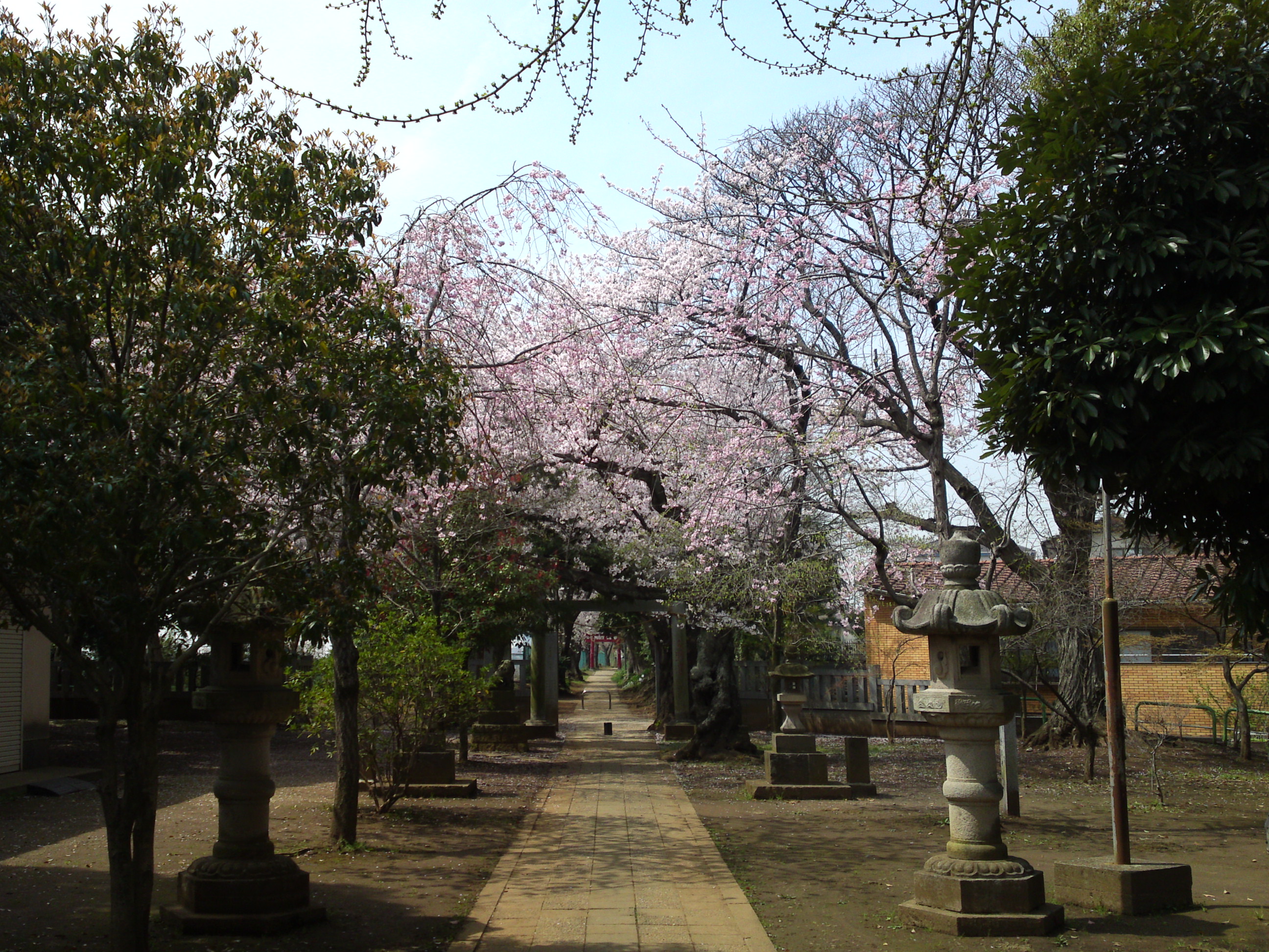 2016年桜の花咲く白幡神社境内５