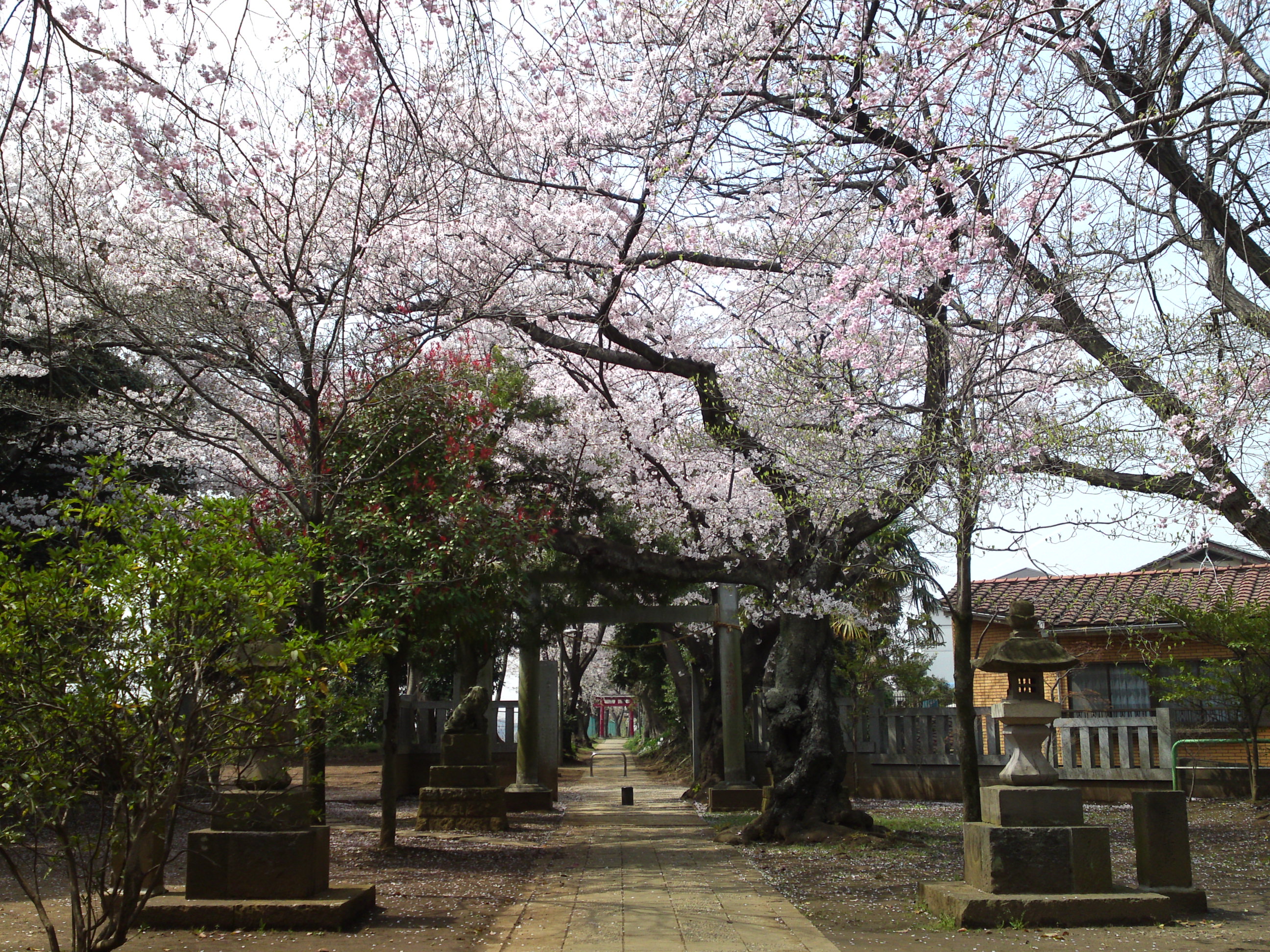 2016年桜の花咲く白幡神社境内８