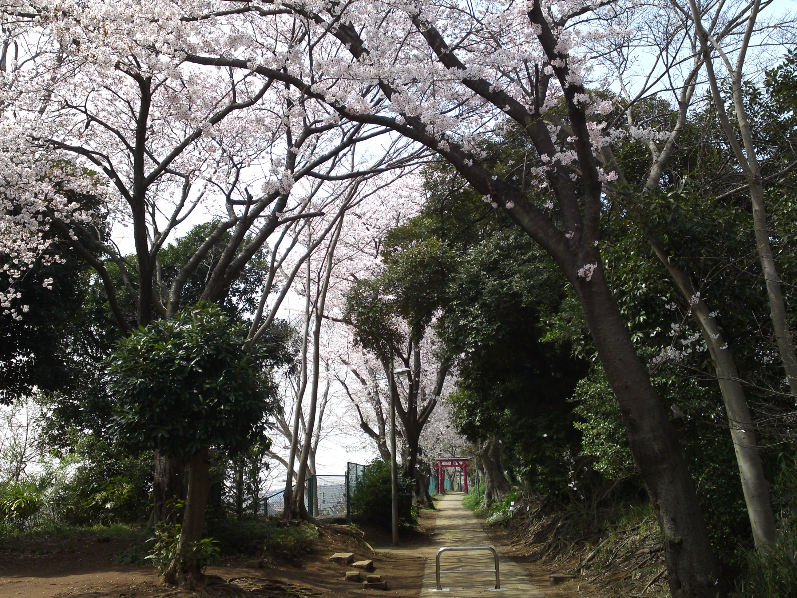 2016年桜の花咲く白幡神社参道７