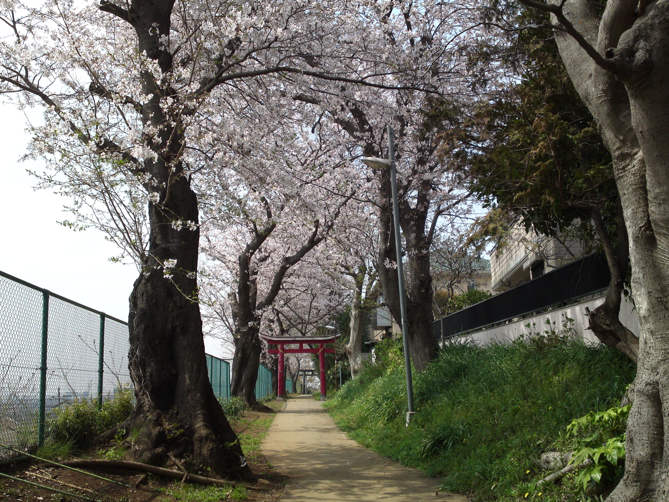 2016年桜の花咲く白幡神社参道８
